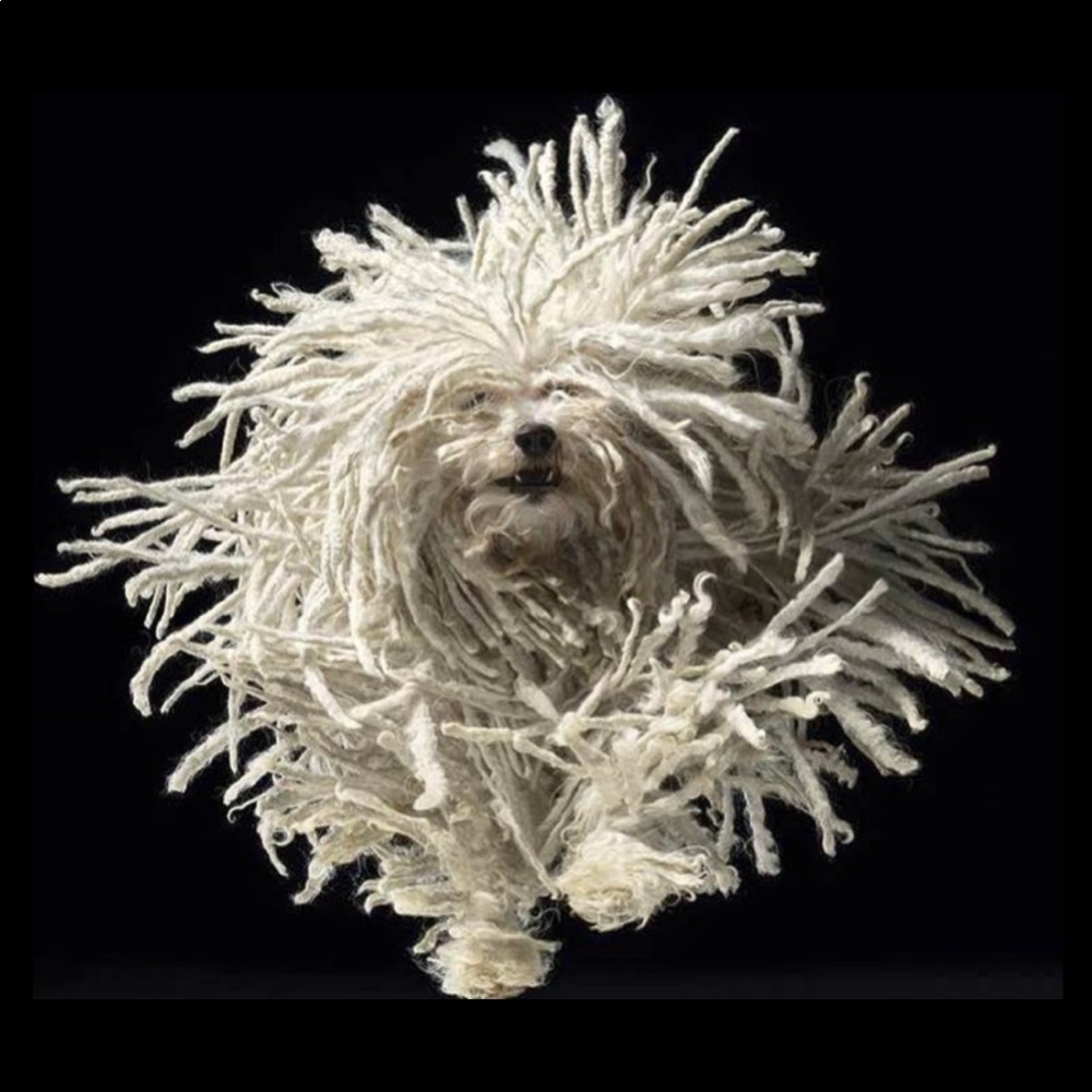 Meet your Posher, Karen